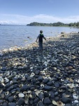 Geoduck shells Fort Rupert