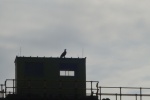 Bald Eagle on top of the control booth for Gate 2