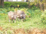 Highlight for Album: Mekong Delta