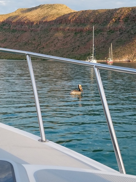 It is quite entertaining to watch the pelicans dive bombing for fish, not elegant at all just a big crash and splash! This trip we saw sea turtles, colorful tropical reef fish, an osprey in her nest. And some frigate birds.