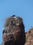 An Osprey in her nest atop a rock spire.