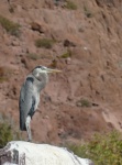 Great Blue heron, el Cardonal.