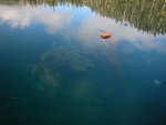 Louis Bay, Knight Island, 7-30-06, complete tree floating upside down next to Coho