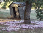 one of the ONLY things I will miss about livin iin the boonies!  Hardy Cyclamen are gorgeous!