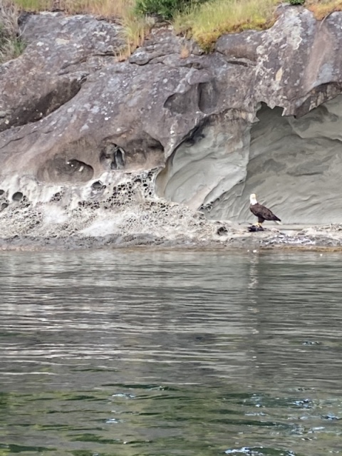 Eagle feasting on its catch, a small Heron