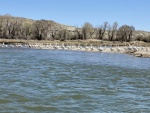 Green River, WY lots of Pelicans