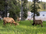 Elk by the Marina