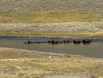 Buffalo swimming the Yellowstone River in Hayden Valley