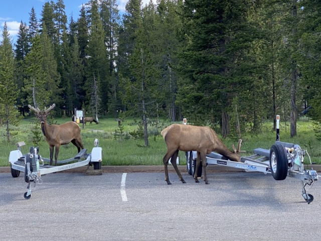 Elk checking out the boat trailers