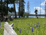 Eagle Bay backcountry campsite