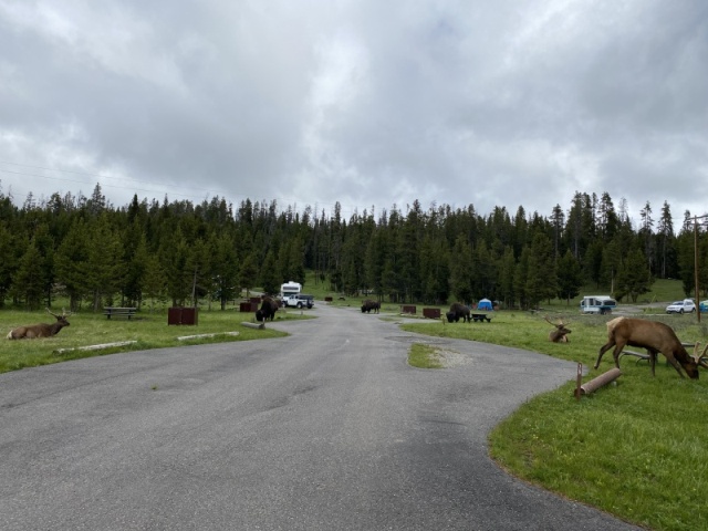 Lots of elk & bison in the campground on opening day June 17