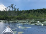 Water lillies blooming