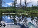 Painted turtle sunning