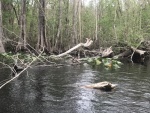 Find the gator.   Its a small one.
