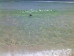 Baby Sea Turtle in the wild, only seen miles away from people (our record is seeing 5 one yearin 200 miles of beach walks)