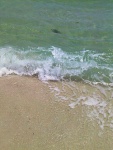 Baby Sea Turtle in the surfline, the size of your outstretched hand