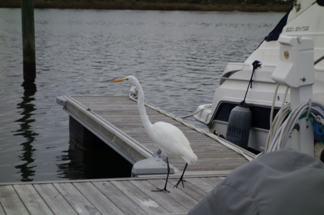 Boat Inspector