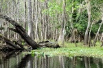 Don t fall out of the canoe here!  Big gator on the upturned root.  St John river, Hontoon Dead River