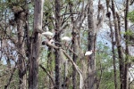 Hontoon rookery Ibis...Ibises?  Ibi?