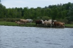 Cows on the upper (southern) St John river
