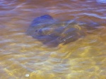 Skate in few inches of water