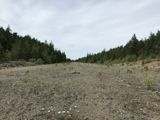 June - Abandoned Airstrip - Cypress Island