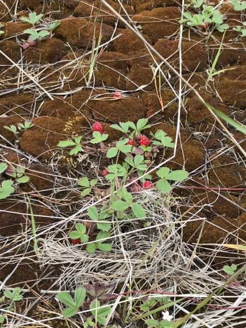 June - Strawberries in Airstrip