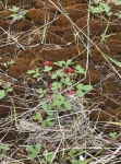 June - Strawberries in Airstrip