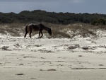 Cumberland Island