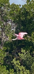 Don\'t see a true Roseate Spoonbill often