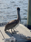 Thinks he might get scraps. Lots of pelicans have been conditioned to hang around ramps and docks.