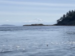 May - Waldron Island - Mt. Baker