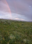 Rainbow in Hayden Valley