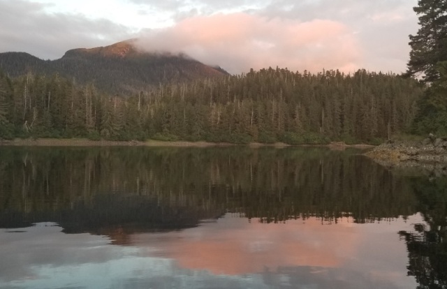 Baby bear sunset