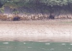 Bears Red Bluff Bay