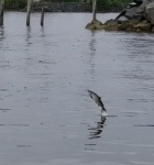 Salmon jumping Sitka Sound