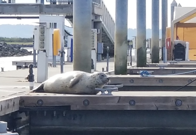 Seal hauled out - Everett