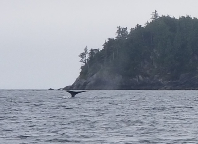 Whale Millar Passage