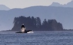 Whale Breach Chatham Strait