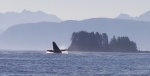 Whale Breach Chatham Strain