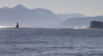 Whale Breach Chatham Strait