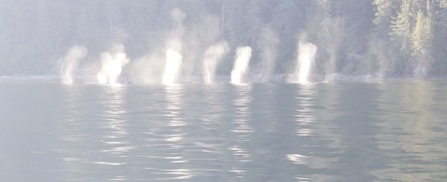 Whale spouts Tenakee Inlet