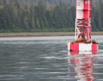 sea lions Petersburg