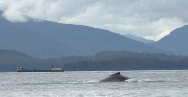 whale and barge