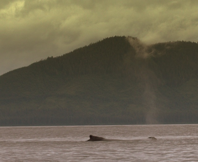 Whale spout