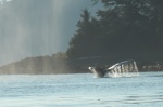 Whale Tail Chatham Strait