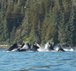 whales bubble feeding2