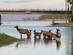 Photo taken from Bridge Bay Marina dock walkway 