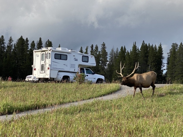 The elk like my truckcamper parking area