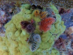 Christmas tree worm